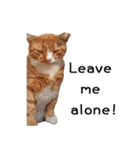 Fat Cat Save World(Ver. English)（個別スタンプ：20）