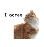 Fat Cat Save World(Ver. English)（個別スタンプ：21）