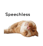 Fat Cat Save World(Ver. English)（個別スタンプ：22）