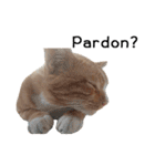 Fat Cat Save World(Ver. English)（個別スタンプ：23）