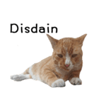 Fat Cat Save World(Ver. English)（個別スタンプ：24）