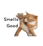 Fat Cat Save World(Ver. English)（個別スタンプ：25）