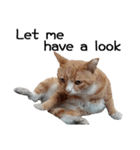 Fat Cat Save World(Ver. English)（個別スタンプ：26）