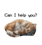 Fat Cat Save World(Ver. English)（個別スタンプ：30）