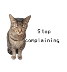 Fat Cat Save World(Ver. English)（個別スタンプ：31）