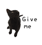 Fat Cat Save World(Ver. English)（個別スタンプ：32）
