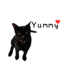 Fat Cat Save World(Ver. English)（個別スタンプ：33）
