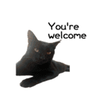 Fat Cat Save World(Ver. English)（個別スタンプ：36）