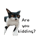 Fat Cat Save World(Ver. English)（個別スタンプ：38）