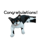 Fat Cat Save World(Ver. English)（個別スタンプ：40）