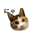 みけねこのきもち（個別スタンプ：1）