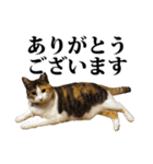 みけねこのきもち（個別スタンプ：2）
