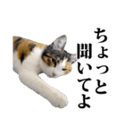みけねこのきもち（個別スタンプ：3）