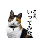 みけねこのきもち（個別スタンプ：4）
