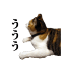 みけねこのきもち（個別スタンプ：5）
