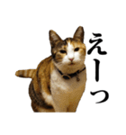 みけねこのきもち（個別スタンプ：6）
