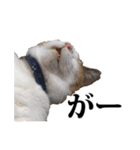 みけねこのきもち（個別スタンプ：7）