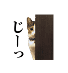 みけねこのきもち（個別スタンプ：9）