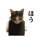 みけねこのきもち（個別スタンプ：10）