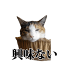 みけねこのきもち（個別スタンプ：11）
