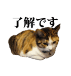 みけねこのきもち（個別スタンプ：13）
