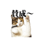 みけねこのきもち（個別スタンプ：14）