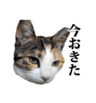 みけねこのきもち（個別スタンプ：15）