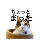 みけねこのきもち（個別スタンプ：16）