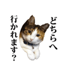 みけねこのきもち（個別スタンプ：17）