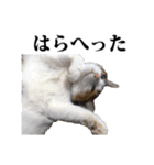 みけねこのきもち（個別スタンプ：19）