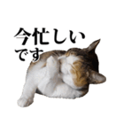 みけねこのきもち（個別スタンプ：20）