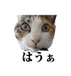 みけねこのきもち（個別スタンプ：21）