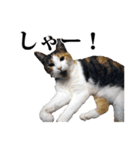 みけねこのきもち（個別スタンプ：22）