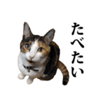 みけねこのきもち（個別スタンプ：23）