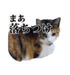 みけねこのきもち（個別スタンプ：24）