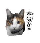 みけねこのきもち（個別スタンプ：25）