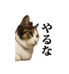 みけねこのきもち（個別スタンプ：26）