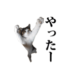 みけねこのきもち（個別スタンプ：27）
