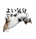 みけねこのきもち（個別スタンプ：28）