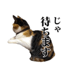 みけねこのきもち（個別スタンプ：29）