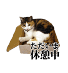 みけねこのきもち（個別スタンプ：30）
