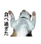 みけねこのきもち（個別スタンプ：31）