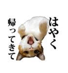 みけねこのきもち（個別スタンプ：33）