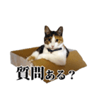 みけねこのきもち（個別スタンプ：34）