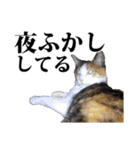 みけねこのきもち（個別スタンプ：35）