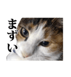 みけねこのきもち（個別スタンプ：36）