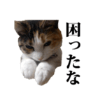 みけねこのきもち（個別スタンプ：37）