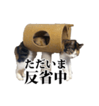 みけねこのきもち（個別スタンプ：38）