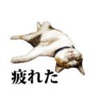 みけねこのきもち（個別スタンプ：39）