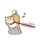 柴犬マメ（うろちょろver）（個別スタンプ：1）